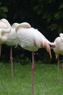 Imagem de Phoenicopteriformes