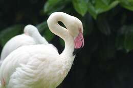 Imagem de Phoenicopteriformes