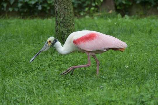 Plancia ëd Platalea Linnaeus 1758