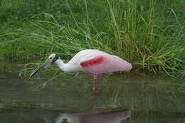 Image of Platalea Linnaeus 1758