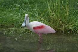 Image of Platalea Linnaeus 1758