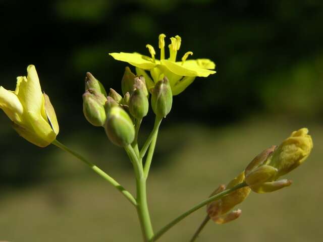 Plancia ëd Diplotaxis