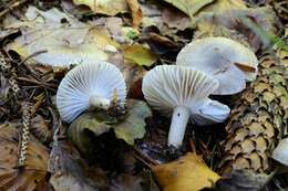 Слика од Hygrophorus pustulatus (Pers.) Fr. 1838