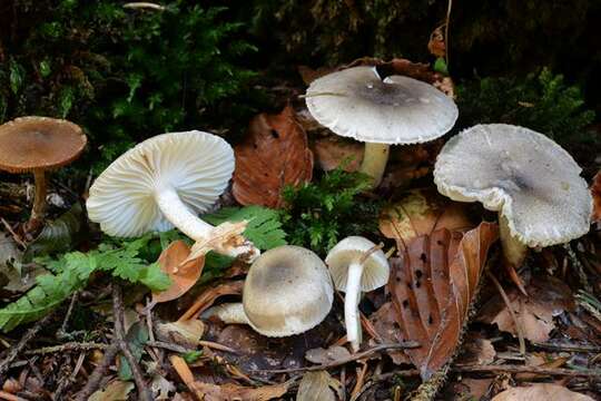 Image of Hygrophorus pustulatus (Pers.) Fr. 1838