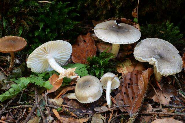 Слика од Hygrophorus pustulatus (Pers.) Fr. 1838