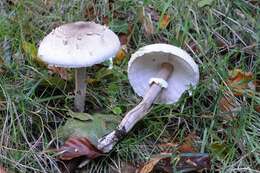 Слика од Macrolepiota