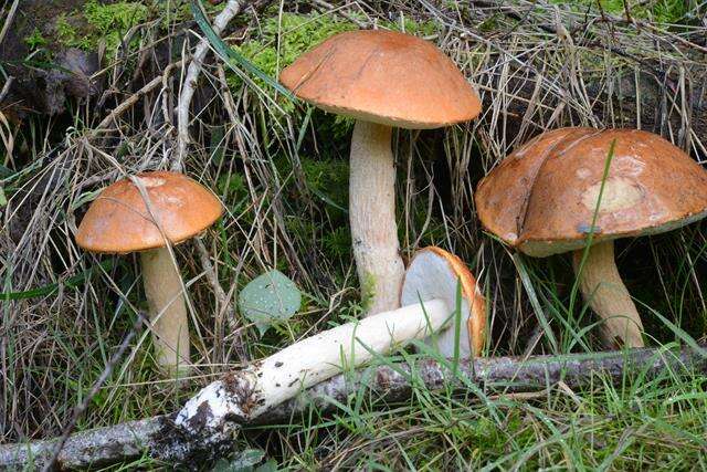 Image of Leccinum