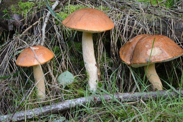 Image of Leccinum