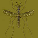 Image of Anopheles barbirostris Wulp 1884