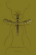 Image of Anopheles barbirostris Wulp 1884