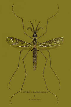 Image of Anopheles barbirostris Wulp 1884