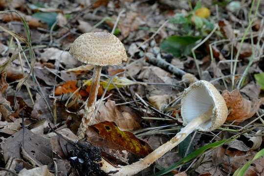 Image de Lépiote à spores ventrues