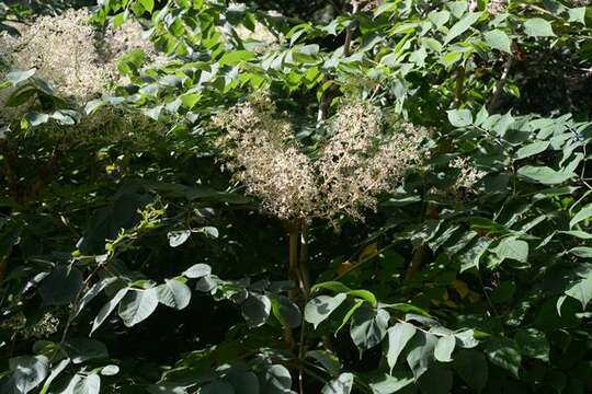 Image of spikenard