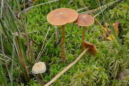 Image of Galerina