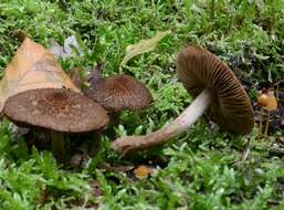 Image of Inocybe stellatospora (Peck) Massee 1904