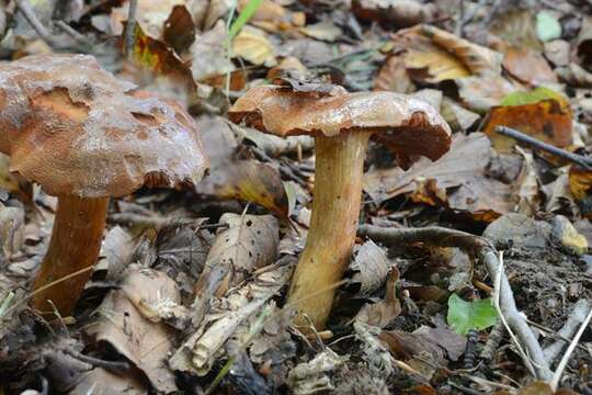 Image of Cortinarius orellanus Fr. 1838