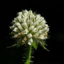 Image of small teasel