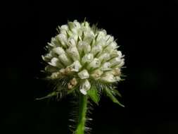 Image of teasel