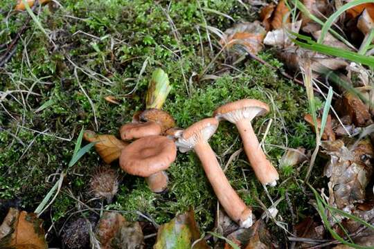 Image of Lactarius subdulcis (Pers.) Gray 1821