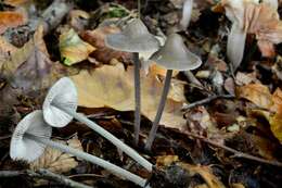 Image of Mycena polygramma (Bull.) Gray 1821