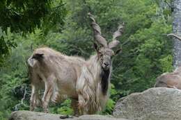 Image of Markhor