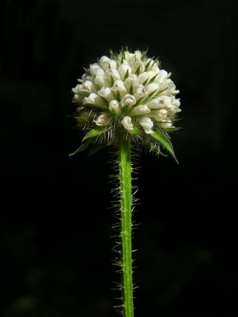 Image of teasel