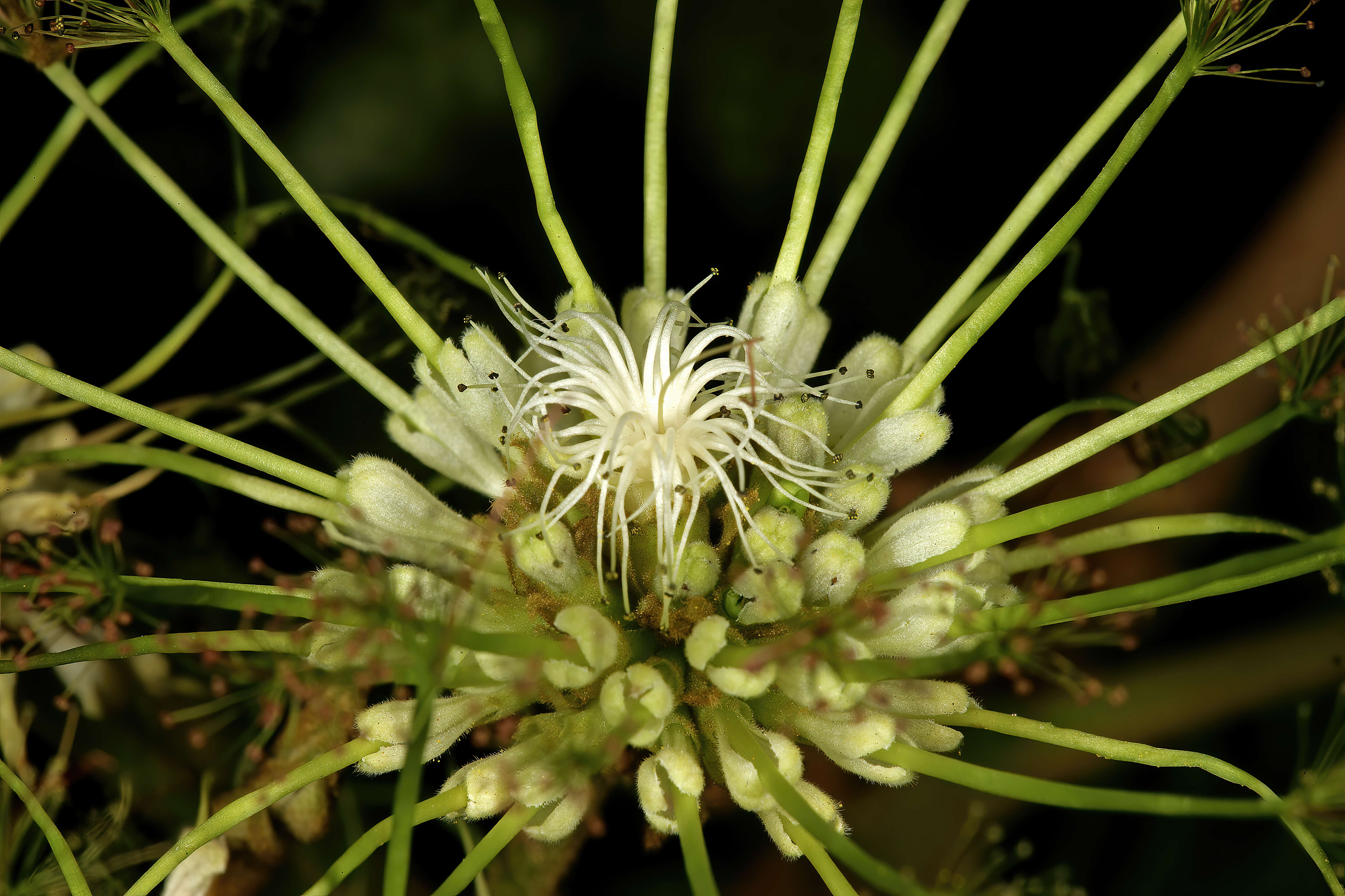 Image of Flat-crown Albizia