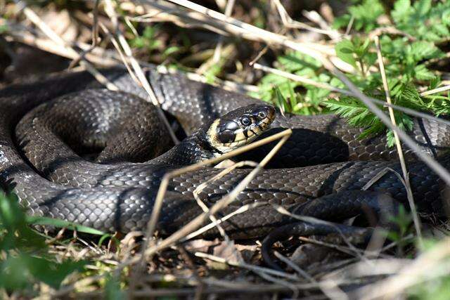 Image of Grass snakes