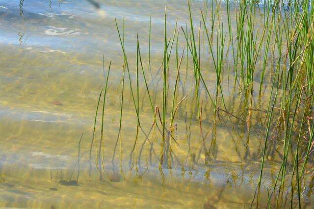 Image of Eleocharis palustris subsp. waltersii