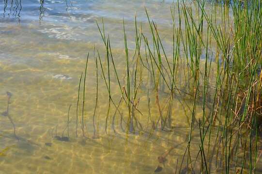 Image of Eleocharis palustris subsp. waltersii