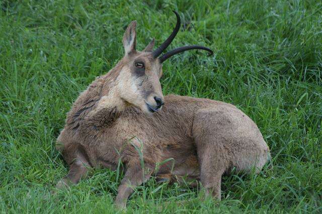 Image of chamois