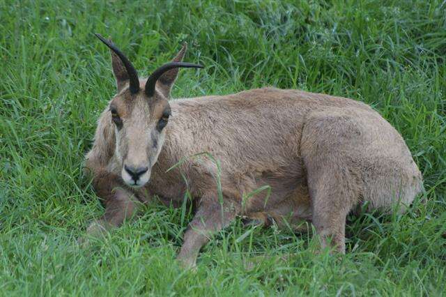 Image of chamois