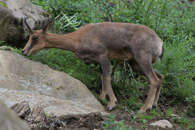 Image of chamois