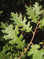 Image of Dalechamp's Oak