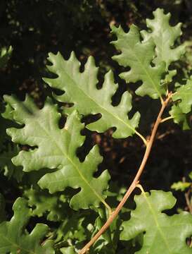 Image of Dalechamp's Oak