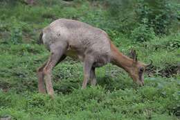 Image of chamois