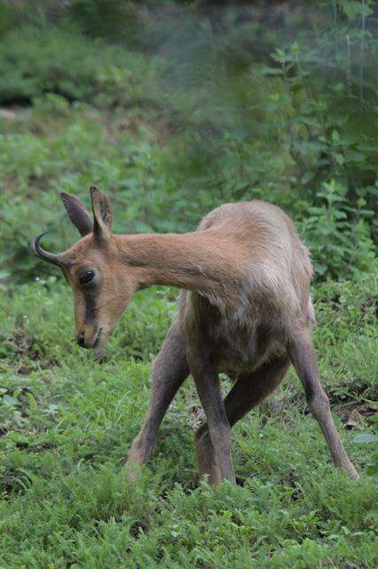 Image of chamois