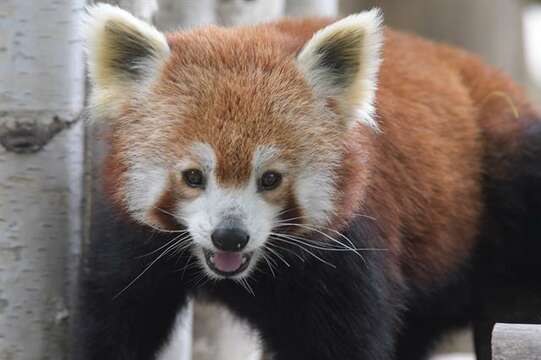 Image of Red panda