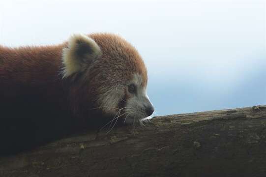 Image of Red panda