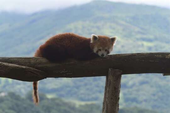 Image of Red panda