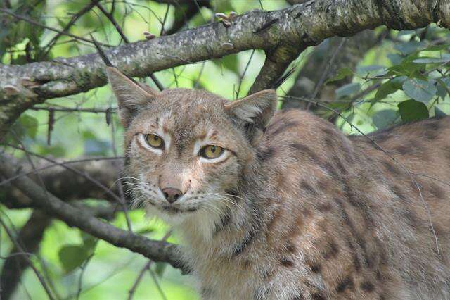 Image of Mexican bobcat