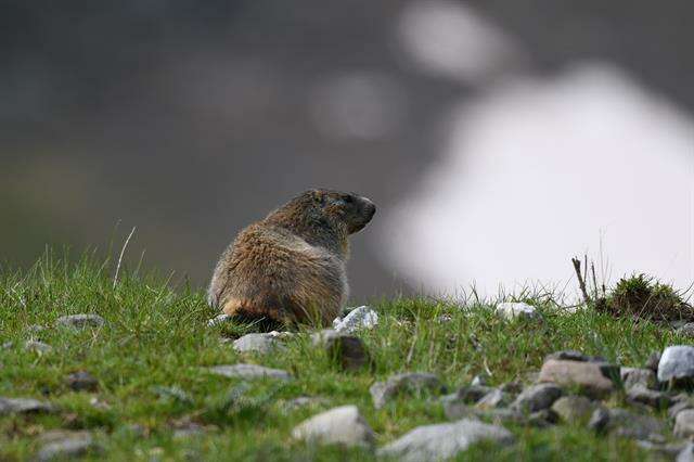 Image of Marmot