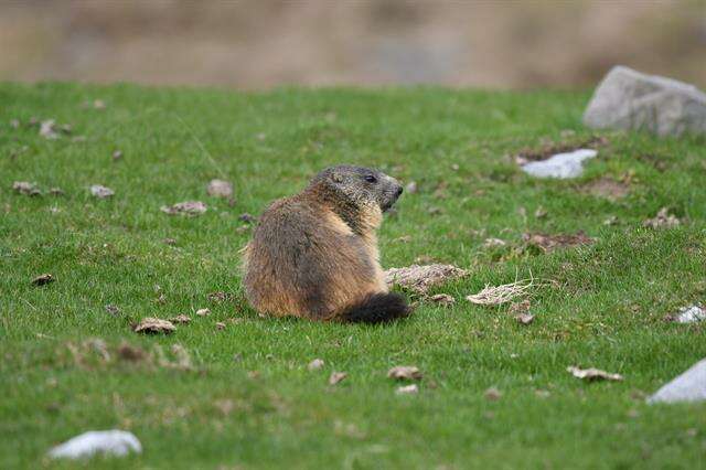 Image of Marmot