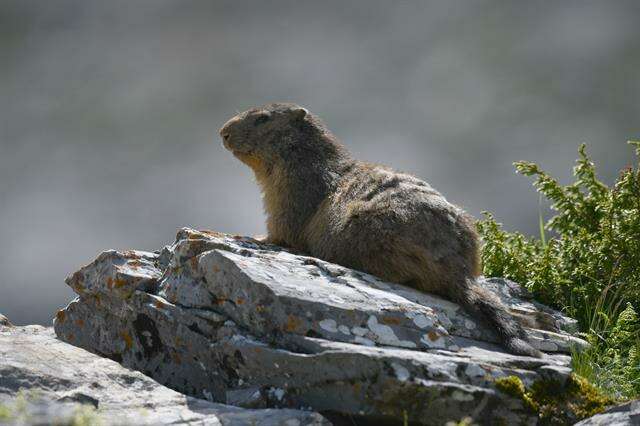 Image of Marmot