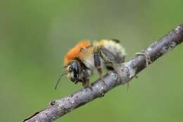 Imagem de Bombus muscorum (Linnaeus 1758)