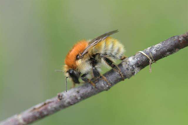 Imagem de Bombus muscorum (Linnaeus 1758)