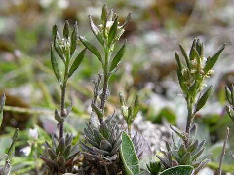 Image of draba