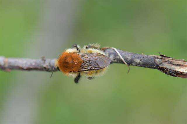 Imagem de Bombus muscorum (Linnaeus 1758)