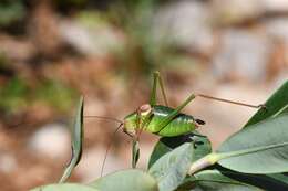 Image of <i>Barbistes fischeri</i>