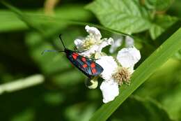 Image of Zygaena transalpina Esper 1781